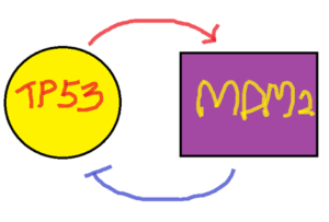 TP53과 mdm2 상호작용